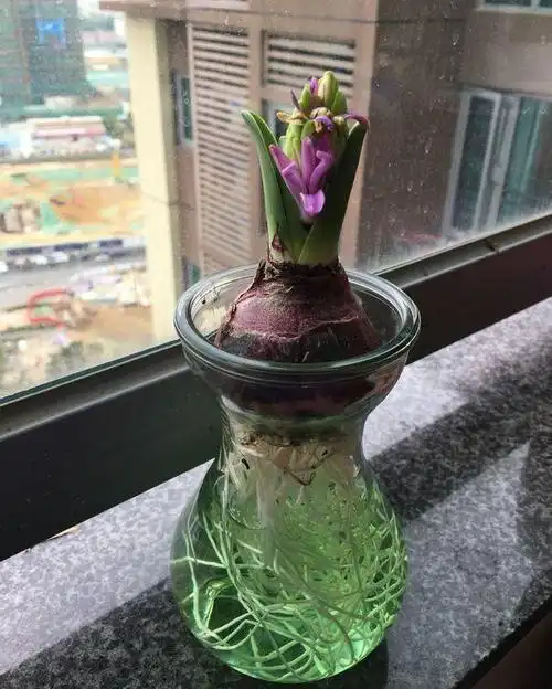 1水培洋葱要先准备好个头大的洋葱,将外层干皮揭掉并用刀将根部切下一