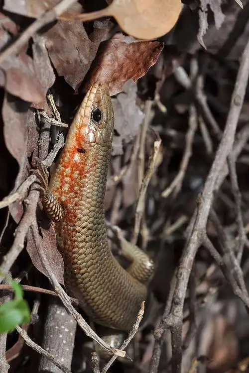 蜥蜴目·石龙子亚目·石龙子科·石龙子属:中华石龙子