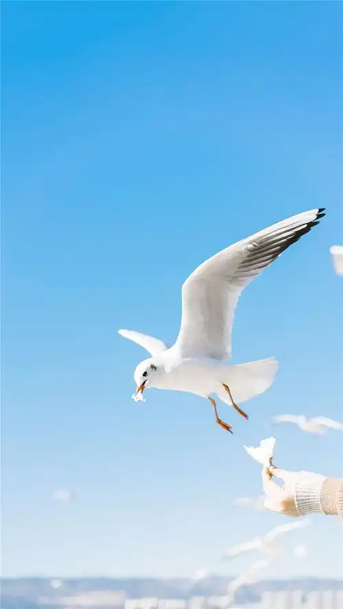 海边海鸥风景唯美高清手机壁纸