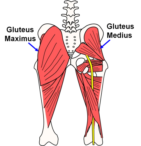 s1b3 - anatomy - gluteal region/posterior thigh/popliteal fossa
