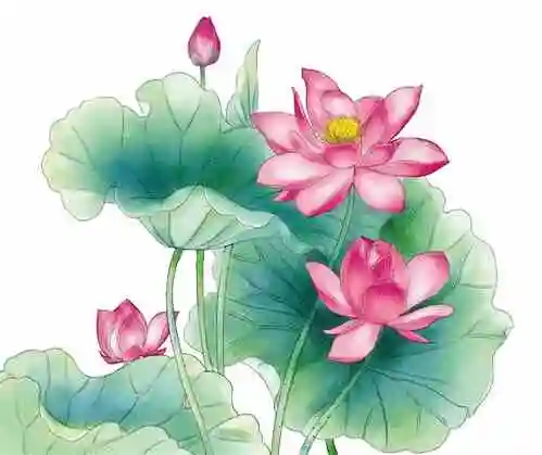 手绘南宁花谱(第十二期) 曲院风荷