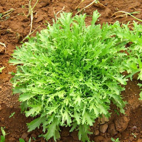小叶苦苣种子细叶苦菊籽散叶碎叶苦味生菜菜园露天大棚蔬菜种孑