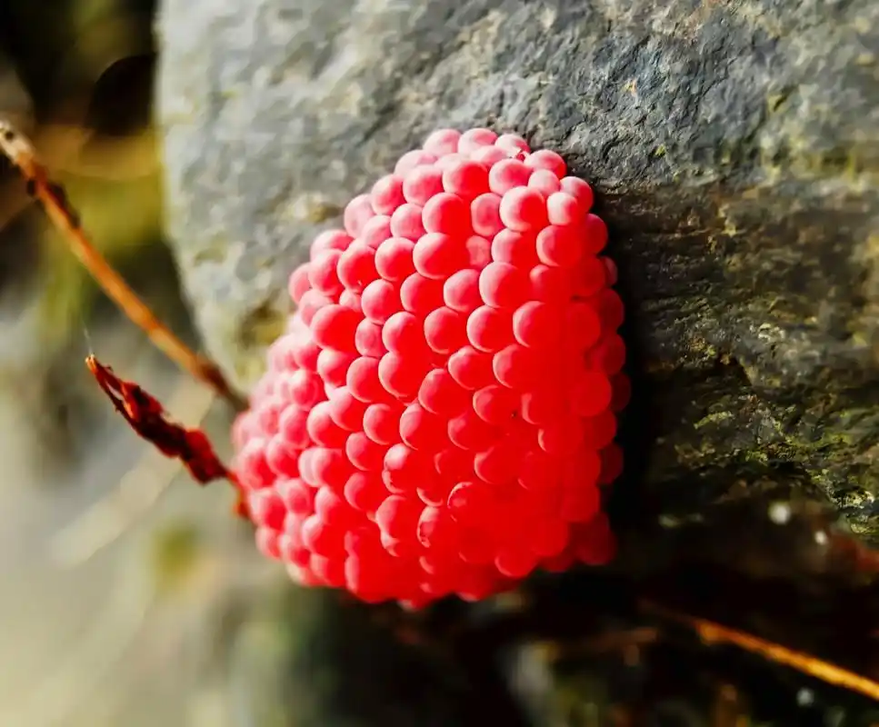 每天认识一种动物——福寿螺 福寿螺别名大瓶螺,原产于南美洲热带,亚