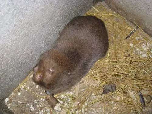 桂林竹鼠种苗 – 产品展示 - 桂林市大风山迎宾竹鼠苑