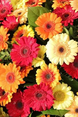 非洲菊花大色艳,盆栽鲜切皆宜,意外被列入外来入侵物种