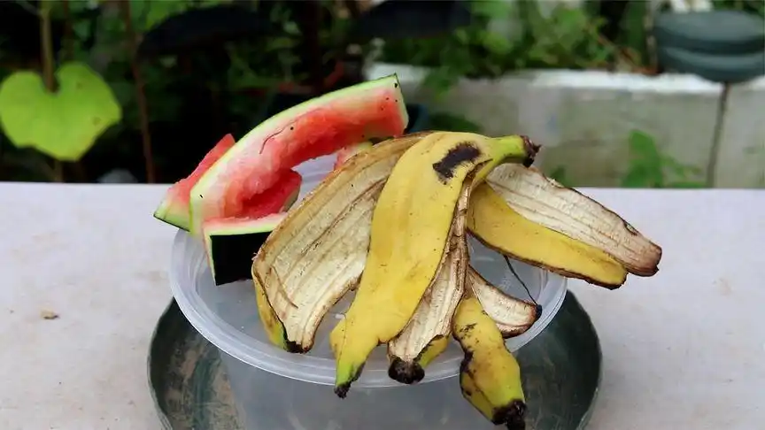 果皮简单处理,制成优质花肥,用法简单无臭味,适用各种花卉