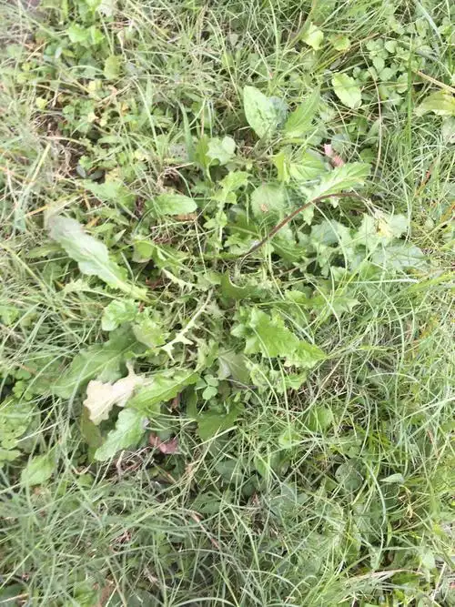 请问这是野生萝卜么,正在和别人打赌,在线等急