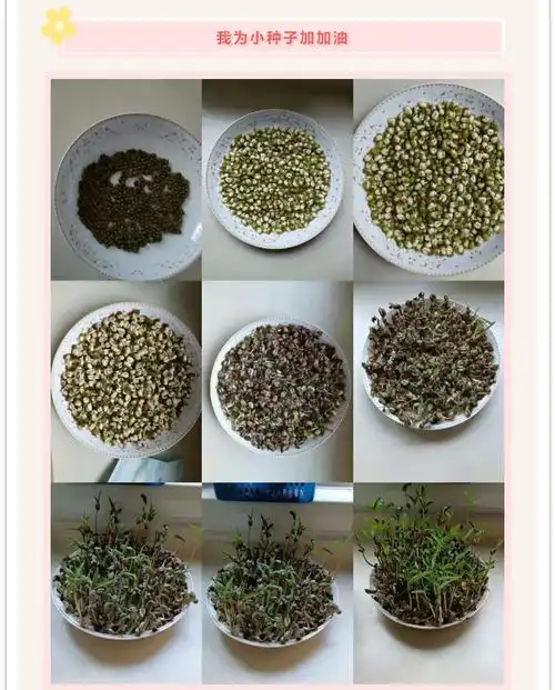 我们每天细心的观察,注意着种子的变化,记录着种子的成长过程,虽然有