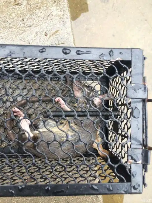 罪有应得的下场浸猪笼