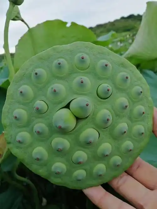 怎样挑选新鲜莲子