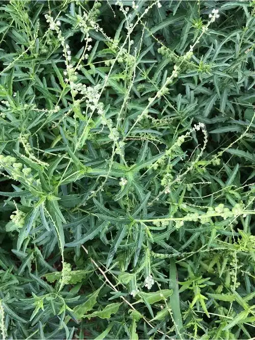 透骨草500克野生透骨草中药草药泡脚珍珠透骨草中药材