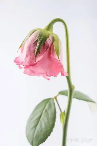 在白色背景上被隔绝的枯萎的美丽的粉红色的玫瑰