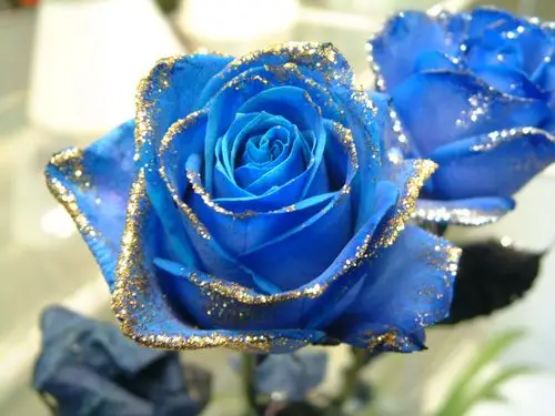 蓝色妖姬是什么花(蓝色妖姬是什么花名)