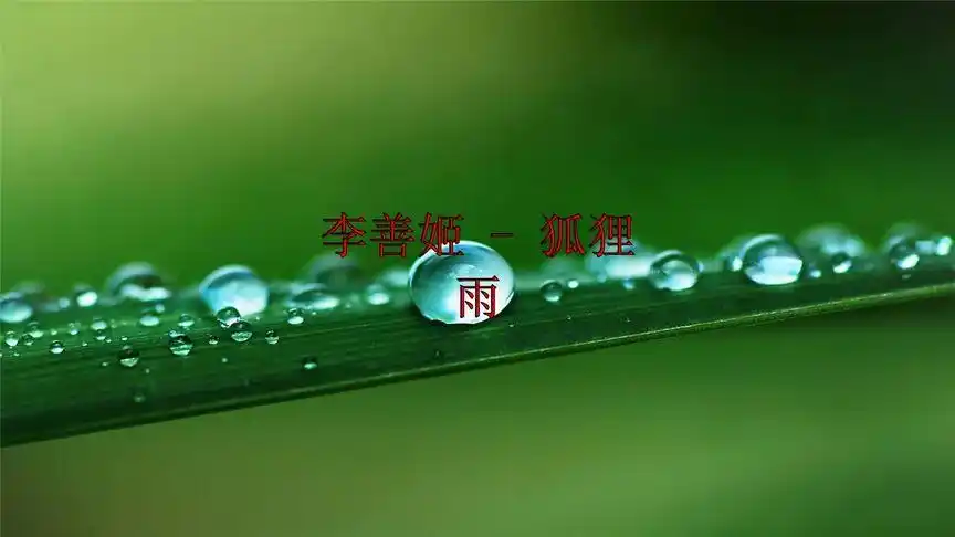 李善姬-狐狸雨