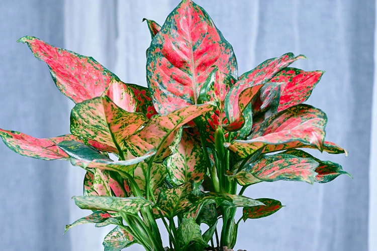 吉祥如意的如意花养护方法如此的简单学起来家里摆一盆吧