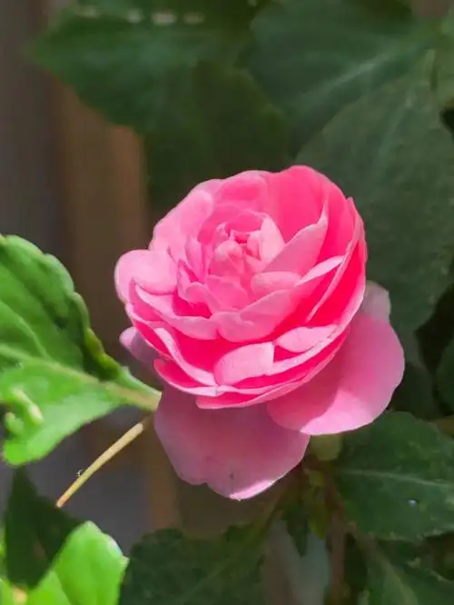 非洲重瓣凤仙花