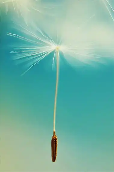 唯美图片自由飞翔唯美蒲公英小清新