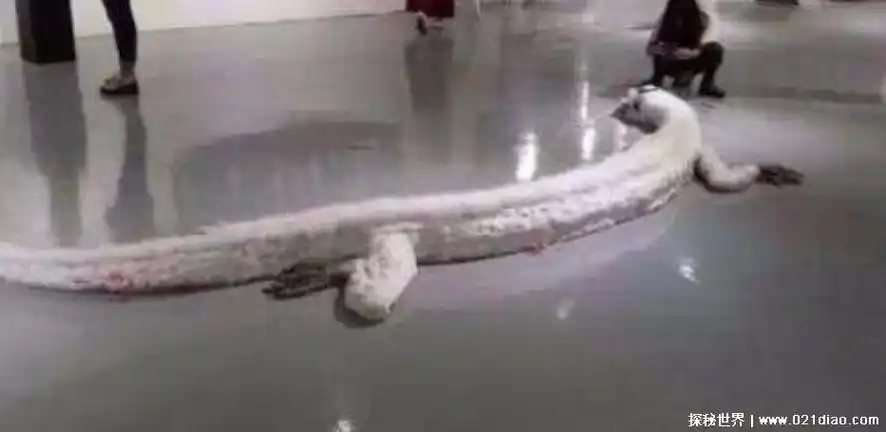 蛟龙是什么动物,可以成为真龙的龙族水兽(附真实蛟龙图片)