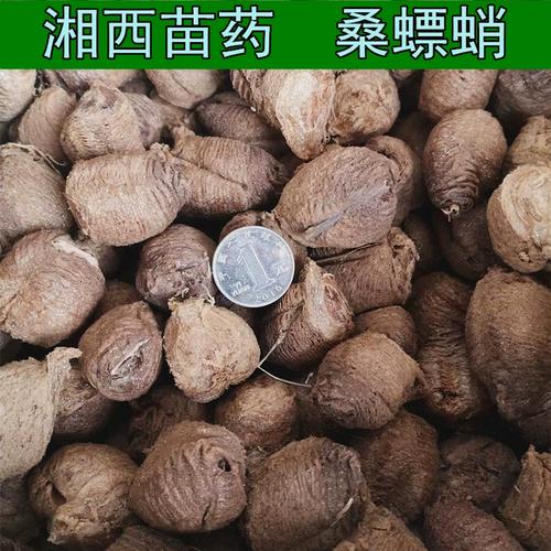 湖南天然桑螵蛸中药材团螵蛸螳螂蛋滋补男女螳螂卵生货50克包邮