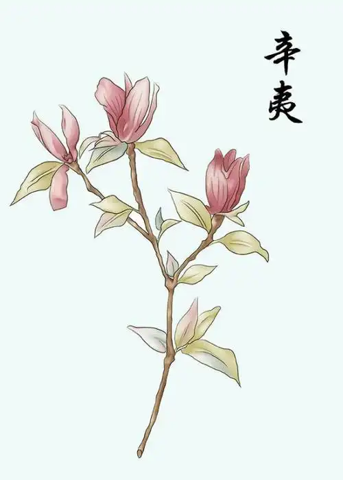 医学生手绘"中草药图"走红网络:画黑蝎子花十几小时