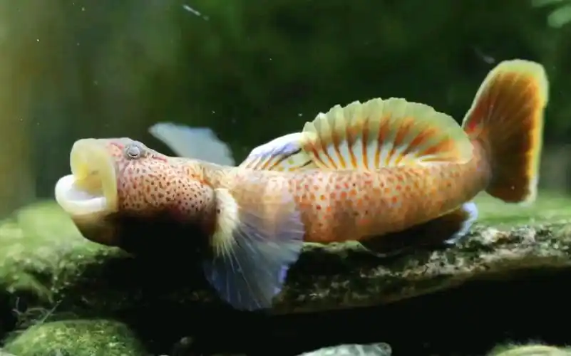 拥有性感香肠嘴的戴氏吻虾虎_哔哩哔哩_bilibili