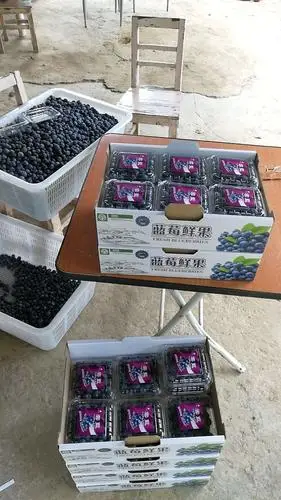 装箱送往水果市场