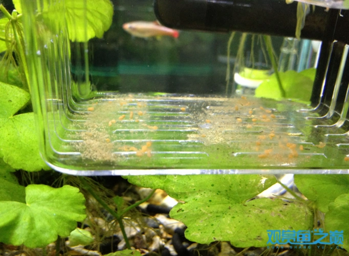 斑马鱼卵多大 - 斑马鱼 - 龙巅观赏鱼