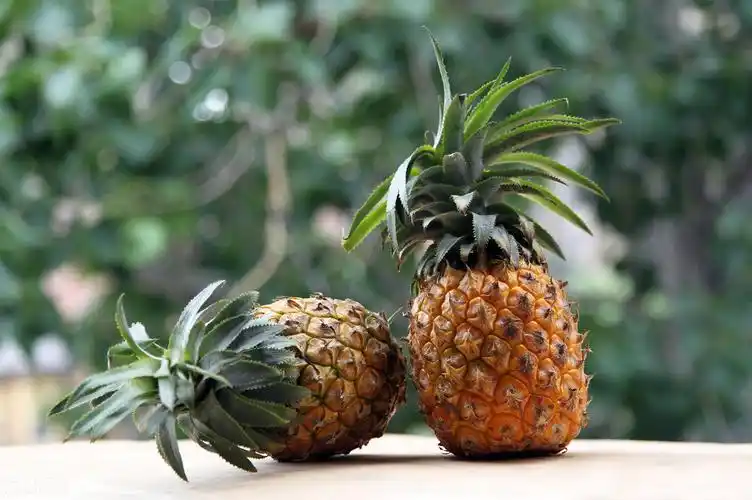 吃菠萝时容易嘴麻菠萝吃得嘴麻