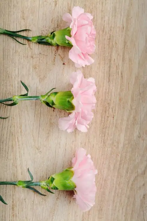 温馨淡雅的康乃馨图片第12张