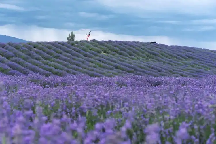 要定位解忧公主薰衣草农场or四宫村,不要找到薰衣草园去了,切记75