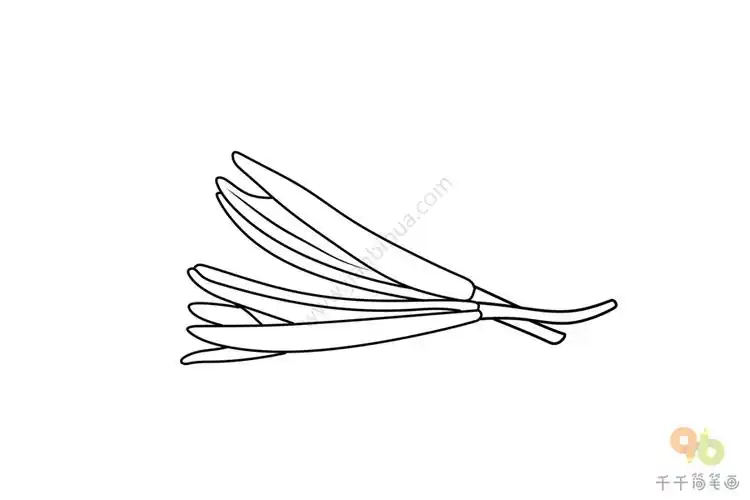 金针菜简笔画怎么画