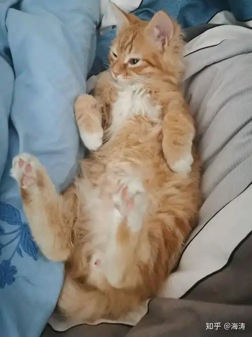 这是黄色波斯猫还是橘猫