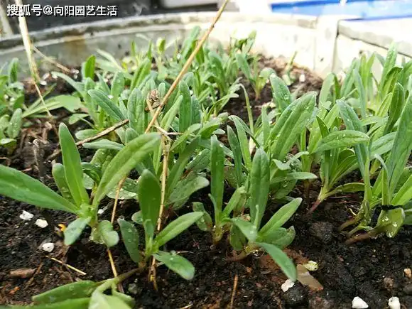 我们就可以把满天星的种子移栽到花盆里了,种植的密度可以稍微大一些