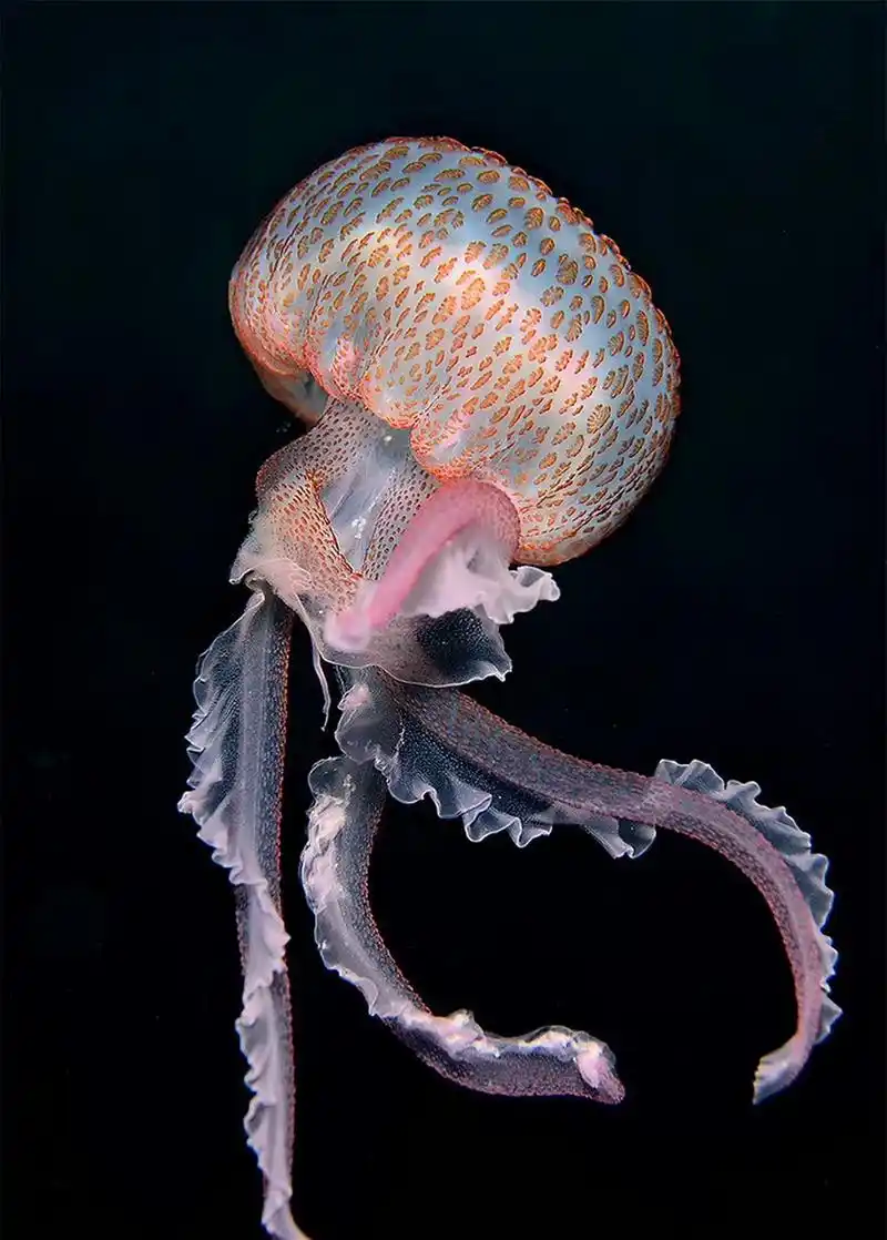 pelagia noctiluca 夜光游水母 67