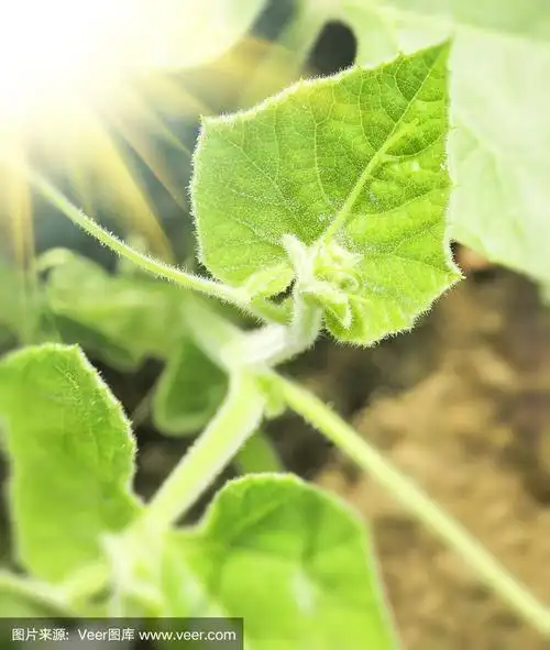 早晨有卷须的葫芦叶.