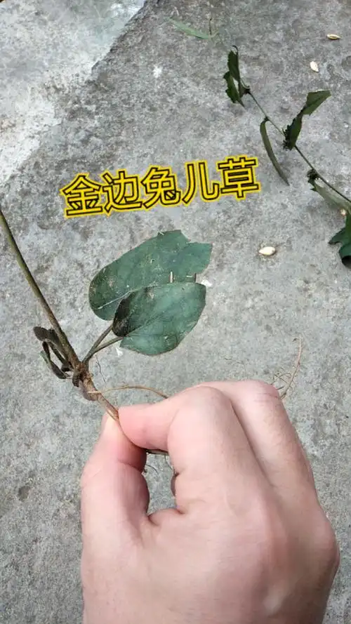 林荫伏地生一阵兔儿风它叫金边兔耳草也叫兔儿风生长在竹林居多是好