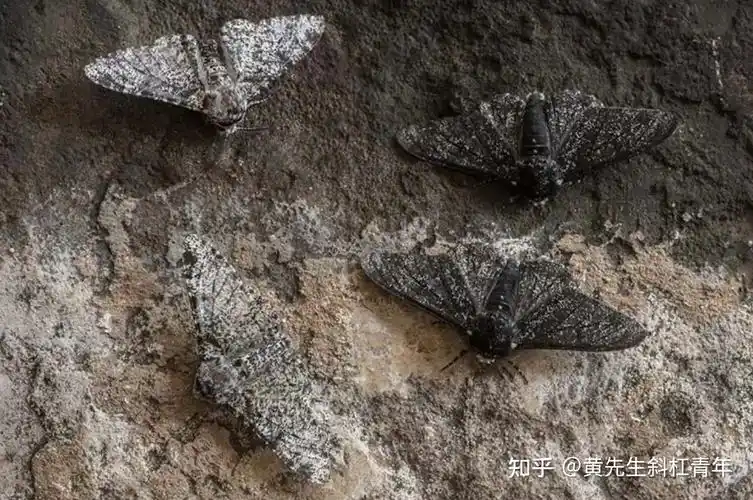 "快速进化的一个常见例子是胡椒蛾,在英国工业革命之前,胡椒蛾主要是