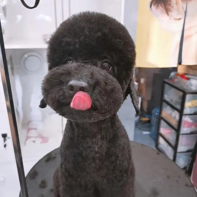 黑泰迪造型之吐舌头合集