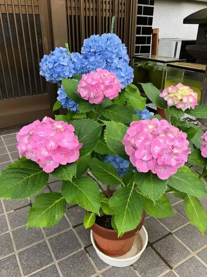 盆栽绣球花的养殖方法和注意事项,新人养绣花球的技巧