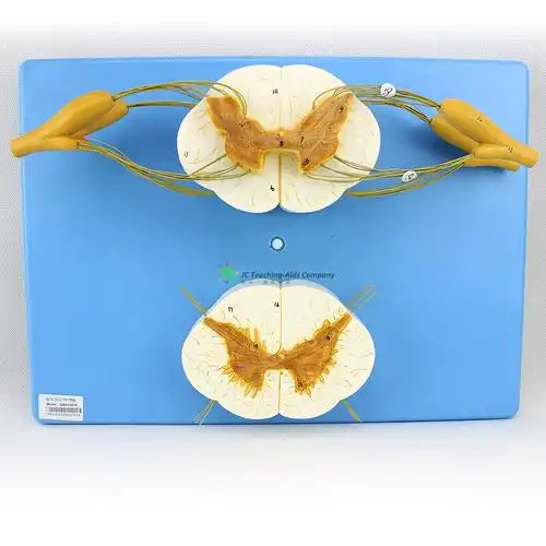 vertebra spinal nerves & spinal cord, 5x life size