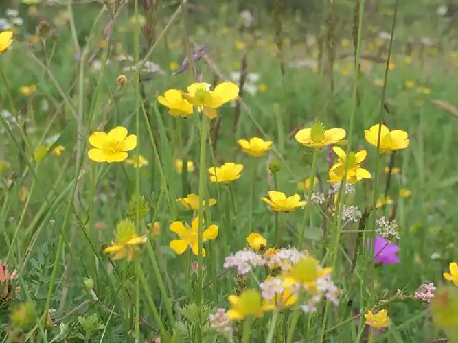 野花- 马毓蔓的麻麻 - 图虫
