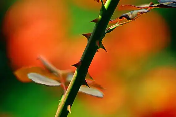 玫瑰为什么有刺?