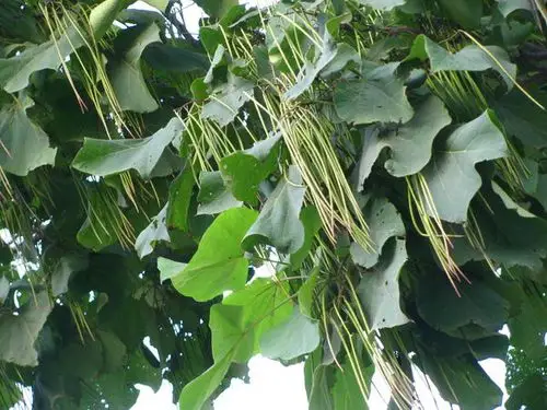 在湖北有一种比较高大的树,当地叫紫树,春天开花像红云一样,结的果像