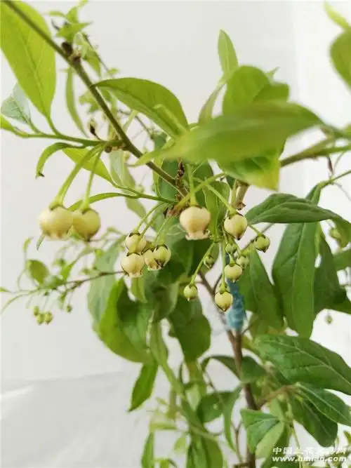 雌雄同株瓶兰花金弹子