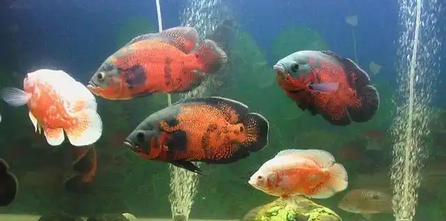 地图鱼,人们水族箱里的最爱