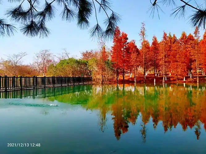 常有我新龙生态园水上森林