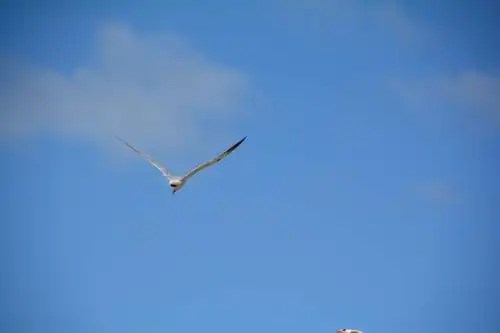 碧蓝的天空下,鸟儿在自由的飞翔.