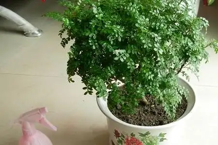 胡椒木修剪教程