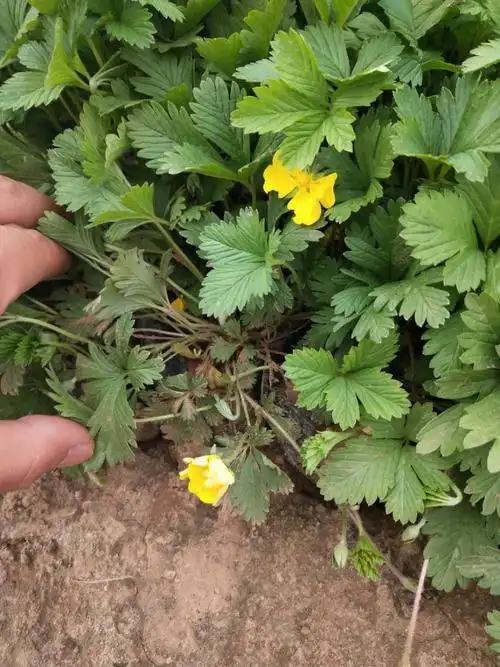 三叶委陵菜 江瑞三叶委陵菜杯苗 大量现货供应