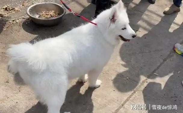 江苏萨摩耶被卖狗肉车干净雪白成了狗贩子给狗狗加价的筹码